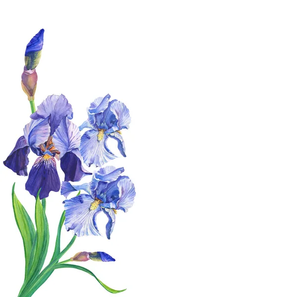 Watercolour Blue and violet irises. Watercolor flowers and leaves on white background.Illustration. — 스톡 사진