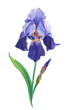 Mavi iris. Suluboya çiçek ve beyaz bir arkaplanda yapraklar. Resim..