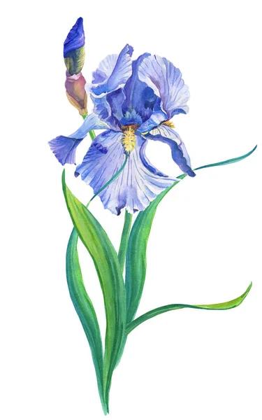 Blue iris.Watercolor flower and leaves on a white background.Illustration. — 스톡 사진