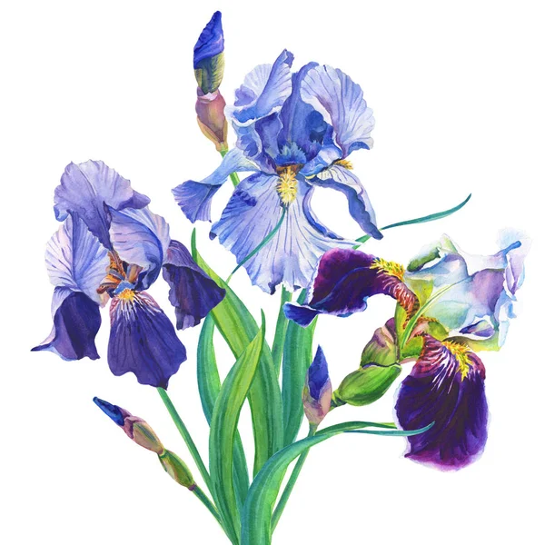 Watercolour Blue and violet irises. Watercolor flowers and leaves on white background.Illustration. — 스톡 사진