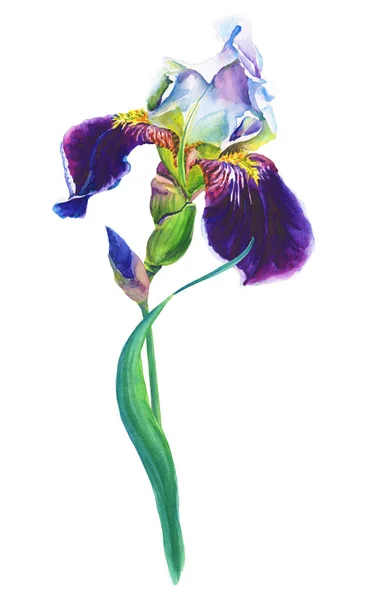 Blauwe iris.Aquarel bloem en bladeren op een witte achtergrond.Illustratie. — Stockfoto