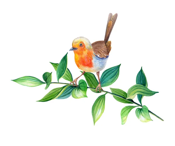 Aquarell Rotkehlchen-Vogel erithacus rubecula in realistischem Stil auf weißem Hintergrund. Auf einem Ast mit grünen Blättern.. — Stockfoto