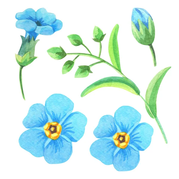 Aquarelle bleu forget-me-nots.Set de fleurs et feuilles de printemps.Aquarelle mignonne — Photo