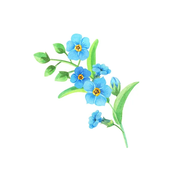 Watercolor Forget Watercolor Greeting Card First Blue Flowers Spring Illustration — 스톡 사진