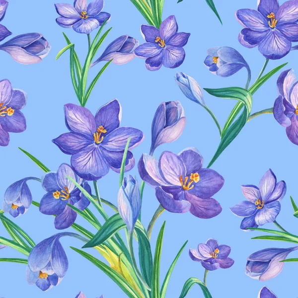 Весняний безшовний візерунок з крокусами. Водяні квіти шафрану на синьому фоні. Водяна кольорова ілюстрація . — стокове фото