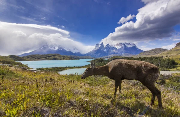 Herten voeden met grasveld in de buurt van meer en de bergen in Patagonië — Stockfoto