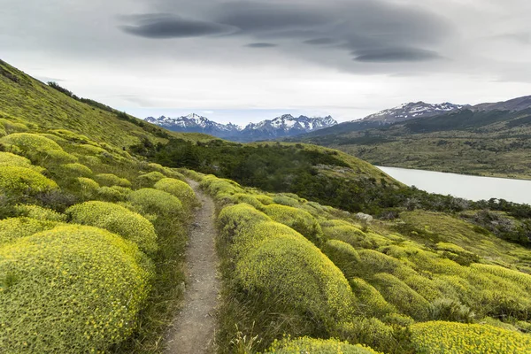 Pad door groene struiken in Patagonië bergen met grijze lucht, torres del paine — Stockfoto