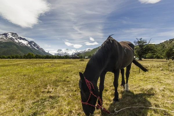 马在绿色的田野，在巴塔哥尼亚山脉与蓝蓝的天空 — 图库照片