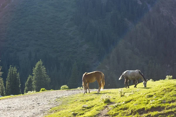 两匹马附近森林喂养的绿色草地上 — 图库照片