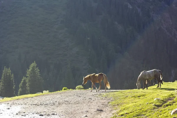 两匹马附近森林喂养的绿色草地上 — 图库照片