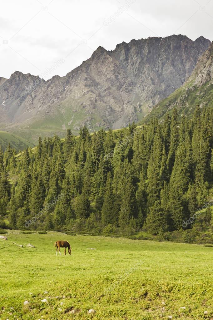 horse on green meadow near forest and mountains feeding