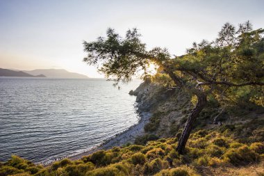 mavi deniz ile dağlarda yeşil ağacının yaprakları güneş parlıyor