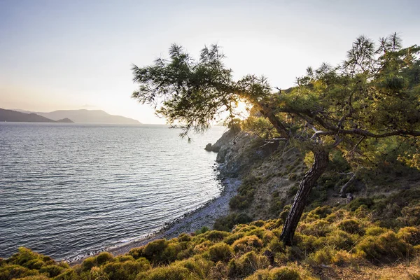 Sun shining through leaves of green tree in mountains with blue sea — Stock Photo, Image