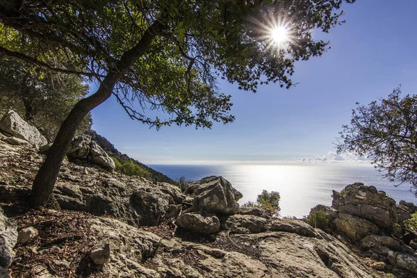 Sonne scheint durch Blätter von grünem Baum in Bergen mit blauem Meer — Stockfoto