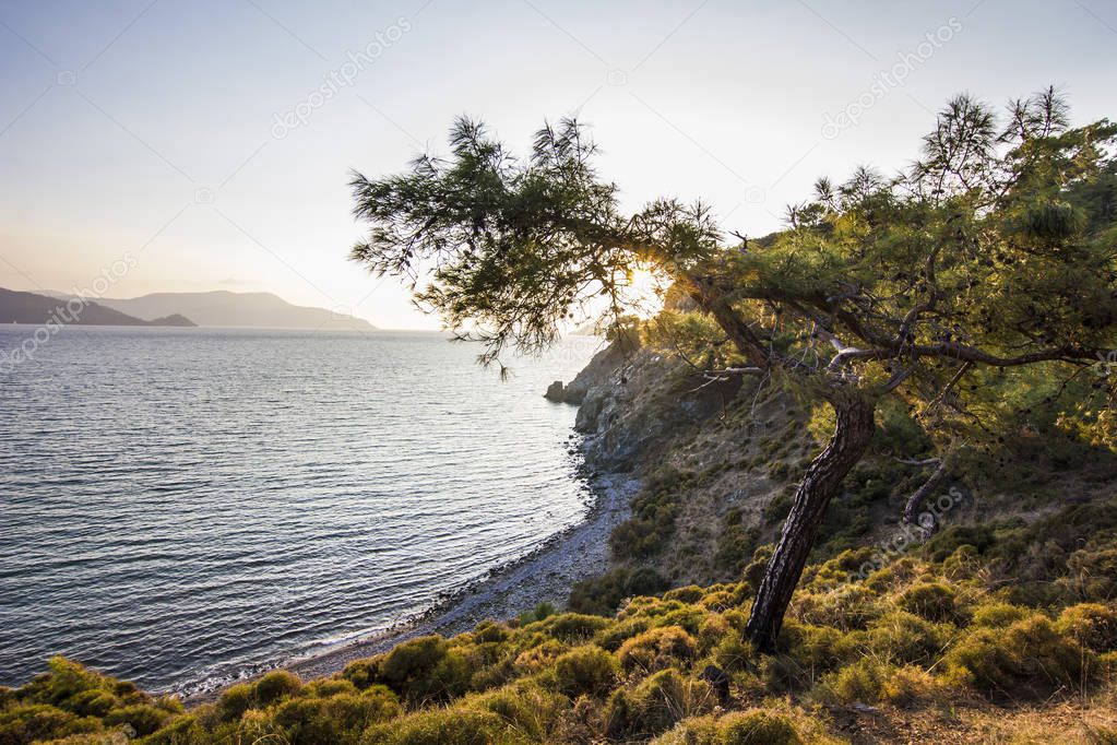sun shining through leaves of green tree in mountains with blue sea