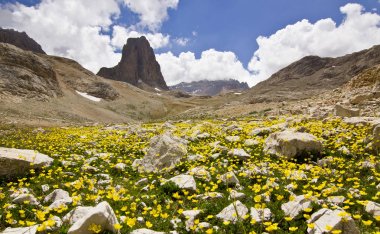 renkli çiçekler ve Türkiye'nin Dağları'nda büyük kaya çim