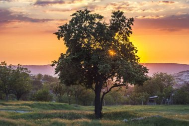 Güneş karşı renkli günbatımında ağacında