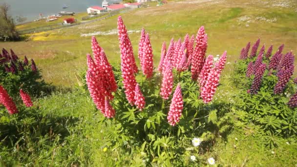 Flores de altramuz púrpura primer plano en patagonia — Vídeos de Stock