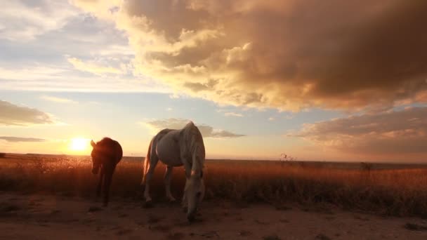 deux chevaux sur la prairie au coucher de soleil coloré 