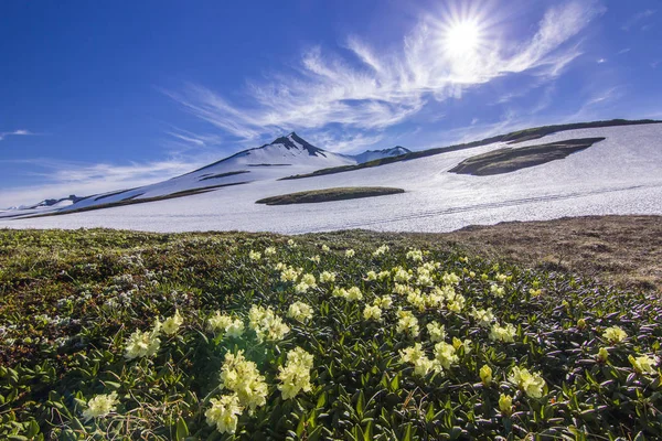 Campo de flores cerca de los volcanes de Kamchatka al amanecer — Foto de Stock