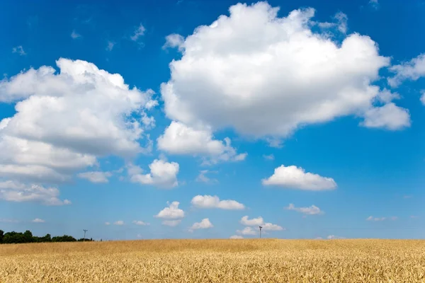 Campo Cursi Amarillo Con Cielo Azul Nubes Blancas Verano Agricultura — Foto de Stock