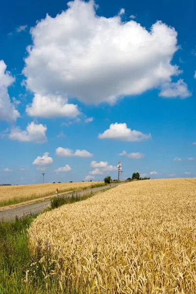 Campo Cursi Amarillo Con Cielo Azul Nubes Blancas Verano Agricultura — Foto de Stock