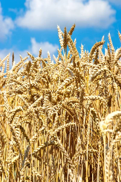 Campo Cursi Amarillo Con Cielo Azul Nubes Blancas Verano Agricultura — Foto de Stock