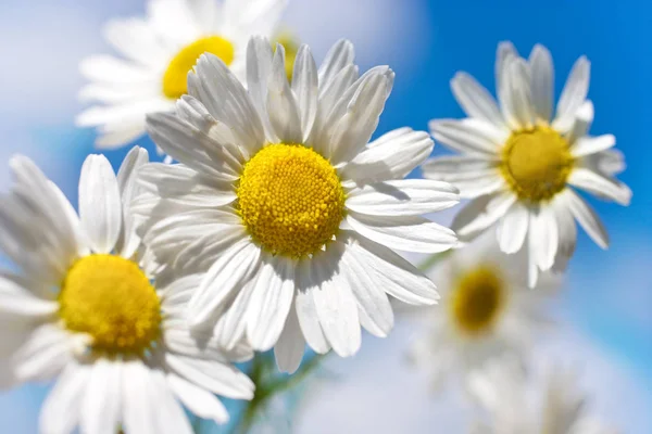Весна в саду и поля с дикими цветами: белая маргаритка против голубого неба - matricaria perforata / Scentless Mayweed — стоковое фото