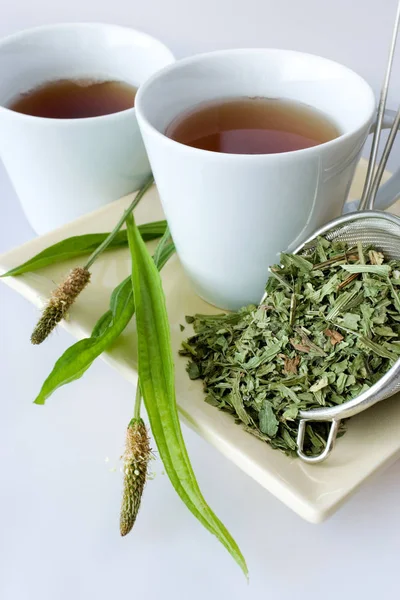 Homemade remedy - herbal plantain tea (plantago lanceolata) on the white background - health care and medical treatment — Stock Photo, Image