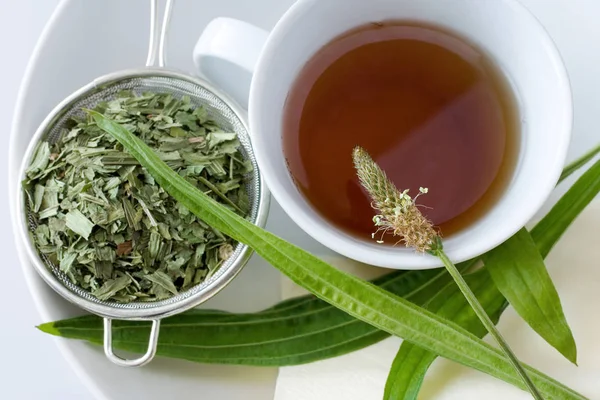 Homemade remedy - herbal plantain tea (plantago lanceolata) on the white background - health care and medical treatment — Stock Photo, Image