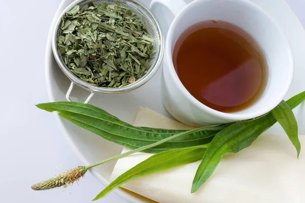 Homemade remedy - herbal plantain tea (plantago lanceolata) on the white background - health care and medical treatment — Stock Photo, Image