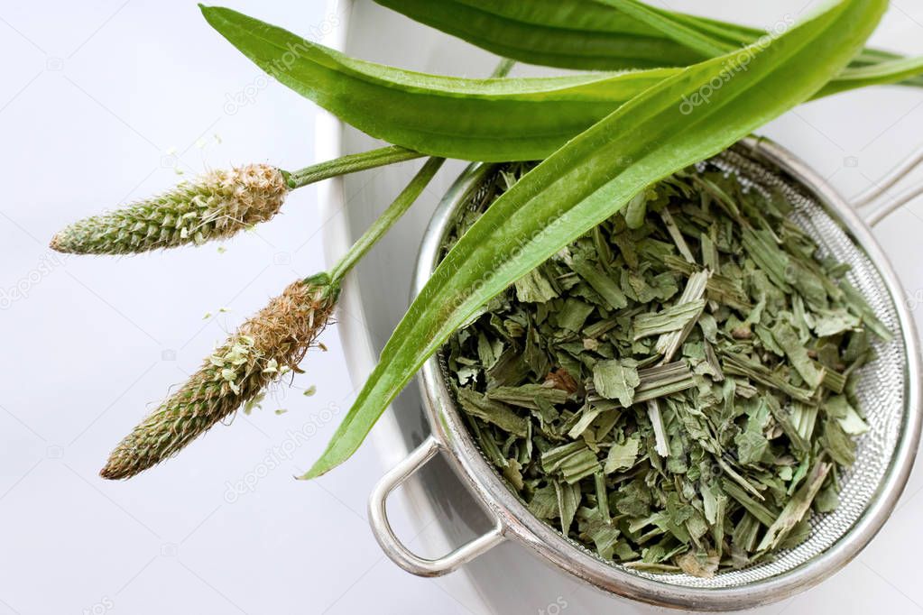 homemade remedy - herbal plantain tea (plantago lanceolata) on the white background - health care and medical treatment