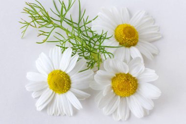 camomile (matricaria chamomilla) - health care and medical treatment - white flowers on the white background clipart