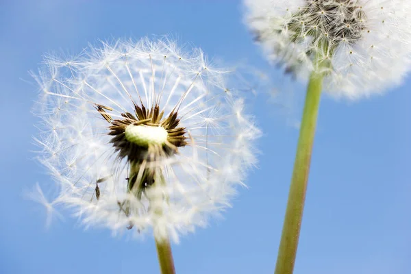 stock image spring garden and meadow - springtime flowers: dandelion (Taraxacum officinale) - white dandelions seed against the blue sky