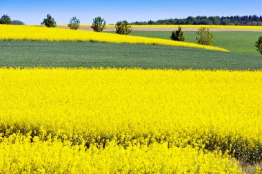Bahar tarım - sarı tecavüz tarlada Sobotka, bohem cennet manzara, Çek Cumhuriyeti