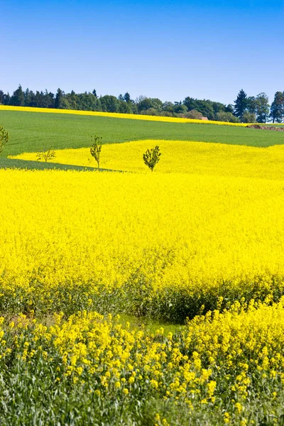Agricoltura primaverile - campo di stupro giallo vicino a Sobotka, paesaggio paradisiaco boemo, Repubblica Ceca — Foto Stock