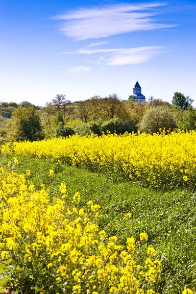 Spring agriculture - yellow rape field near Sobotka, Bohemian Paradise landscape, Czech republic — Stock Photo, Image