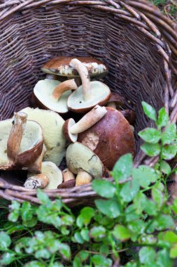 Hasır Creel 'deki boletus - mantar toplama