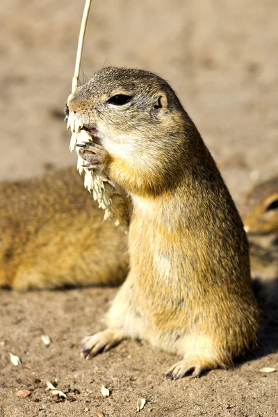 Terra scoiattolo, Radouc località, città Mlada Boleslav, Repubblica Ceca, animali selvatici nella steppa con grano — Foto Stock