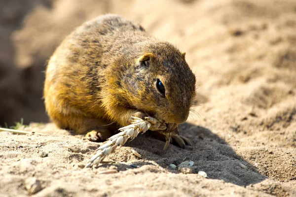 Terra scoiattolo, Radouc località, città Mlada Boleslav, Repubblica Ceca, animali selvatici nella steppa con grano — Foto Stock