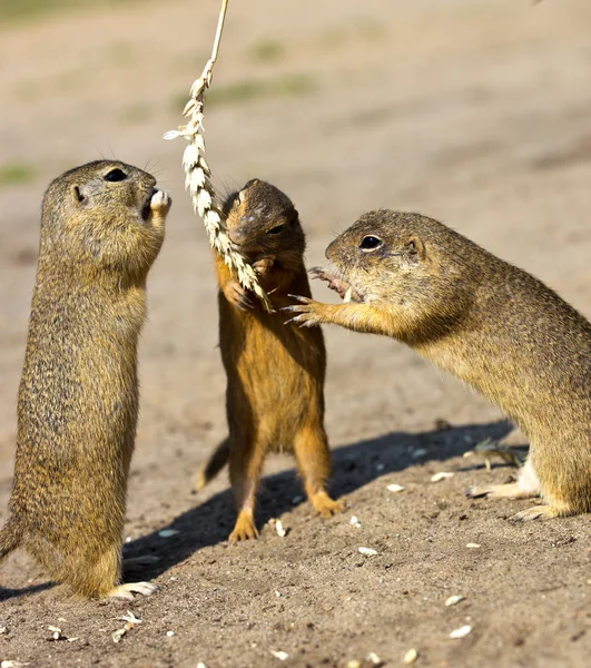 Terra scoiattolo, Radouc località, città Mlada Boleslav, Repubblica Ceca, animali selvatici nella steppa con grano — Foto Stock