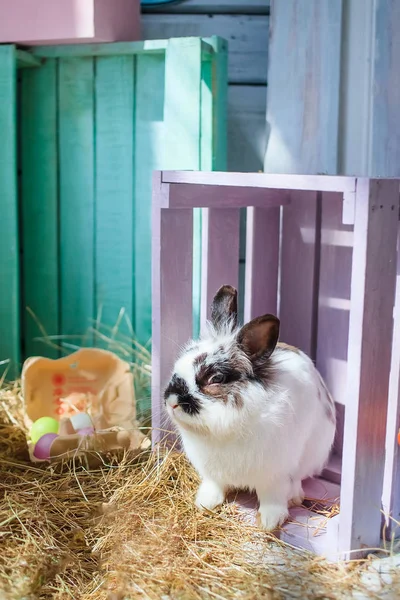 Lindo Conejito Pascua Esponjoso Sentado Hierba Seca Fondo Cajas Madera — Foto de Stock