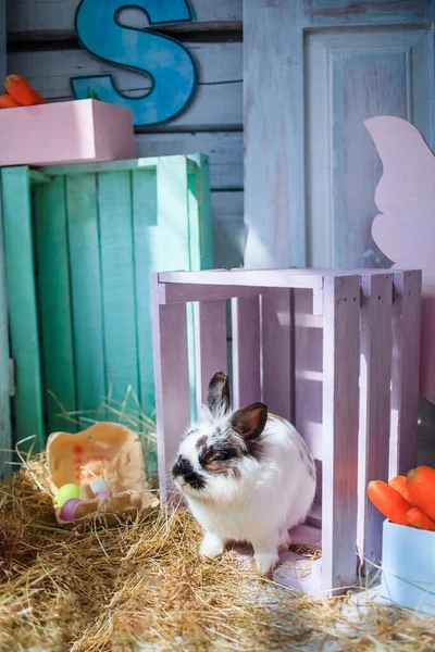 Schattig Pluizig Paashaas Zittend Het Droge Gras Achtergrond Van Houten — Stockfoto