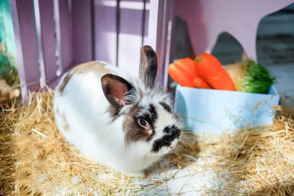 Cute Puszysty Króliczek Wielkanocny Siedzi Suchej Trawie Tle Drewnianych Pudełek — Zdjęcie stockowe