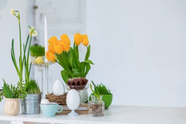 Taze sarı çiçekli Paskalya bahar dekoru, geleneksel panettone, beyaz bir odada, tahta beyaz bir masada yumurtalı doğal yuva, gün ışığı. Tebrik kartı için. Metin için yer