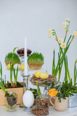Mutlu Paskalyalar. Paskalya için süslenmiş ahşap beyaz masa. Bir tebrik kartı kompozisyonu: Paskalya yumurtaları, sarı laleler, nergisler, çimenler, parlak bir odadaki beyaz ahşap bir masada bir dal yuvasıdır.. 
