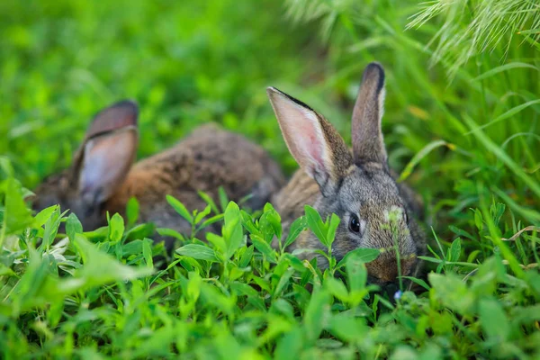 Dois Coelhos Muito Bonitos Estão Grama Verde — Fotografia de Stock