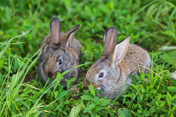 Два Дуже Милих Маленьких Кролика Лежать Зеленій Траві — стокове фото