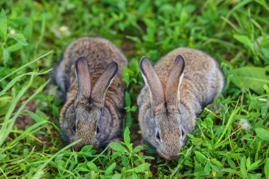 İki sevimli küçük tavşan yeşil çimlerin üzerinde yatıyor..