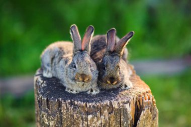 Açık alanda tahta bir kütükte çok şirin küçük tavşanlar..